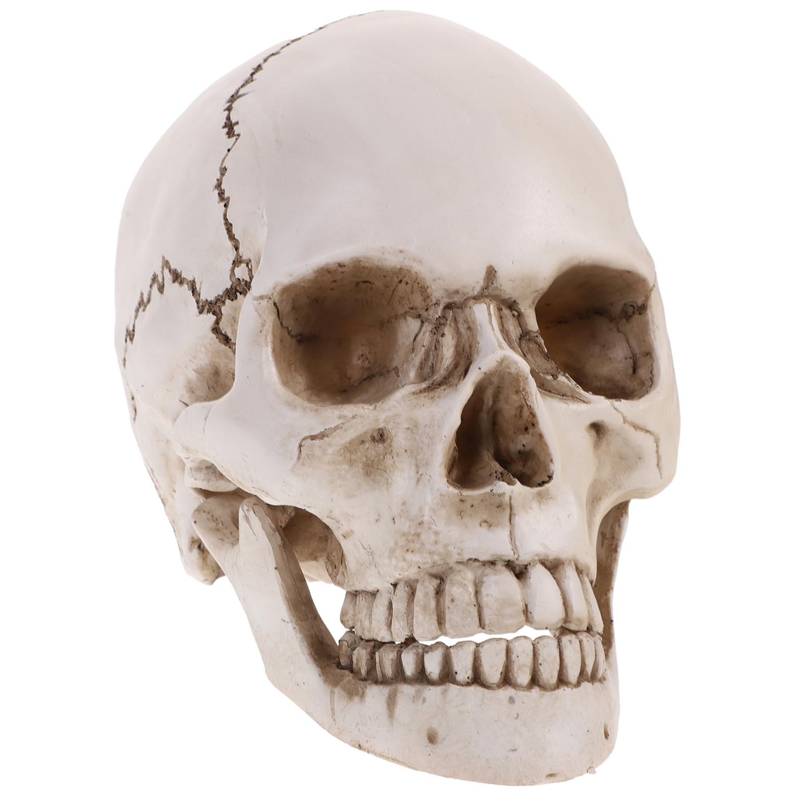 Crâne humain STOBAZA en résine pour votre décoration Halloween