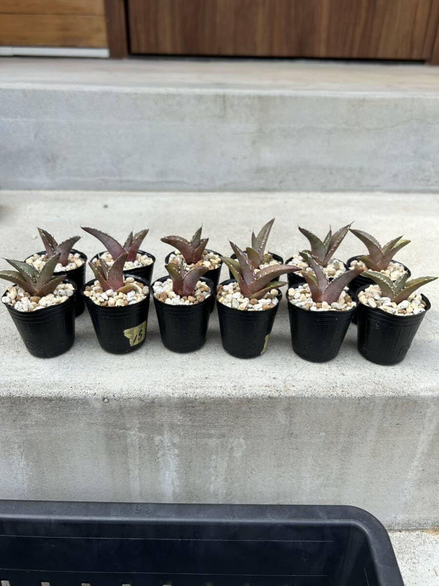 Amazon.co.jp: アガベ オテロイ 12株セット 実生 15多肉植物 観葉植物