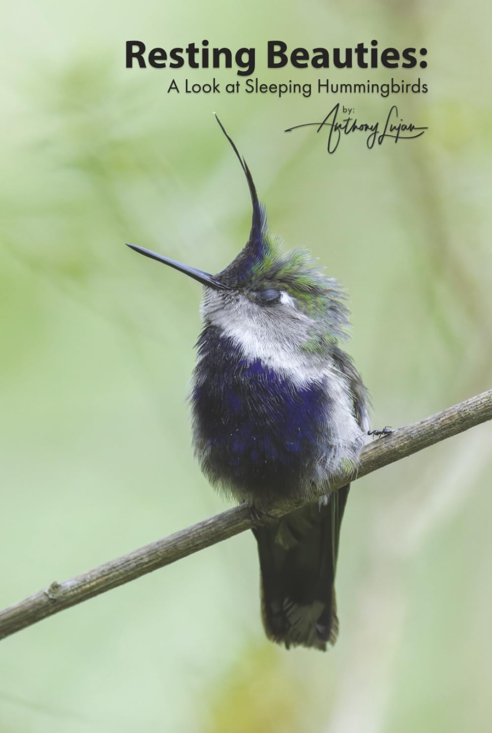 Resting Beauties:: A Look at Sleeping Hummingbirds