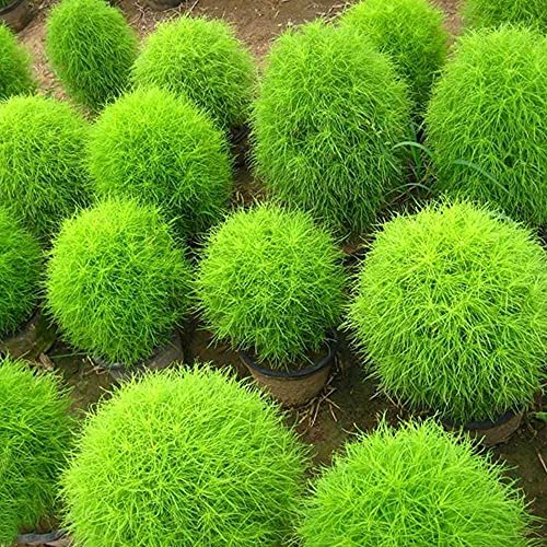 Image of Aero Seeds Kochia Mix Color 50 Seeds