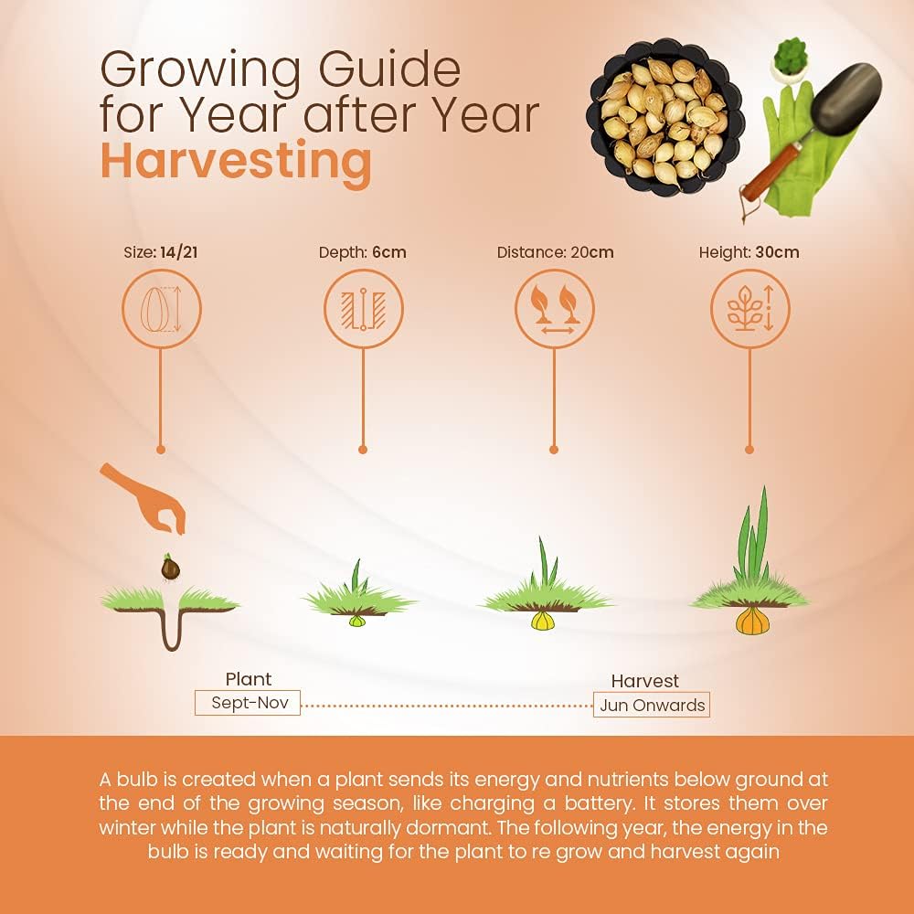 250 Grams Onion Sets Radar Long Standing Favourite for Autumn Sown