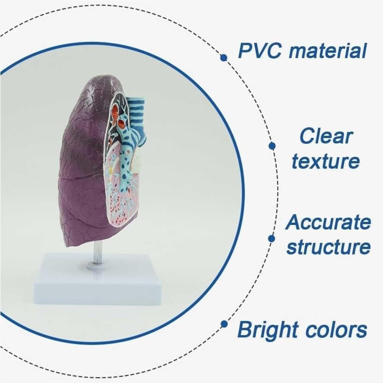 Scientifica Modello Esposizione Modello Di Anatomia Polmonare Umana Per Lo Studio E La Ricerca Della Scuola Medicina Per Comprendere Struttura Del Segmento Per Uso Educativo
