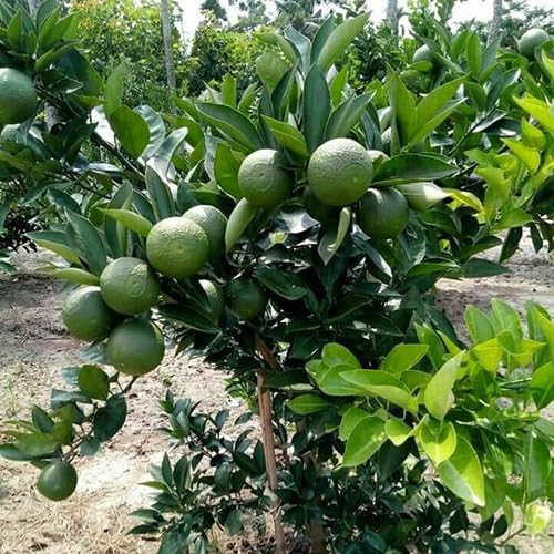 Natura GreenHouse Vietnam malta Mosambi All Time Variety Grafted Fruit Live Plants & Tree(1.5-2 Ft Size)-1 Healthy plant in Nursery Grow Bag