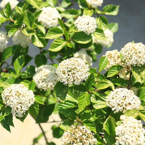 Amazon.co.jp: 庭木・植木・シンボルツリー：ハクサンボク（白山木