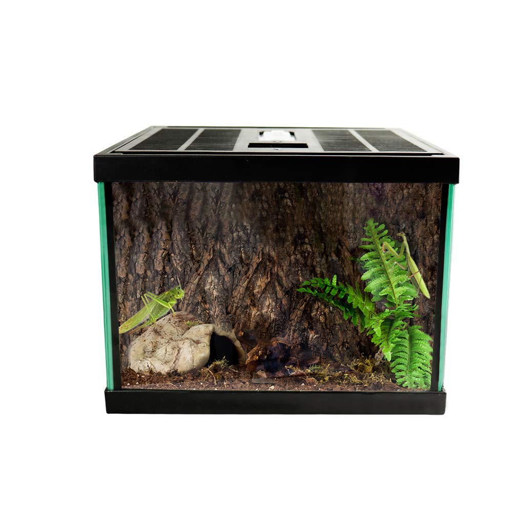 Here are your unexpected goods Order online Lizards NANEEZOO Mini