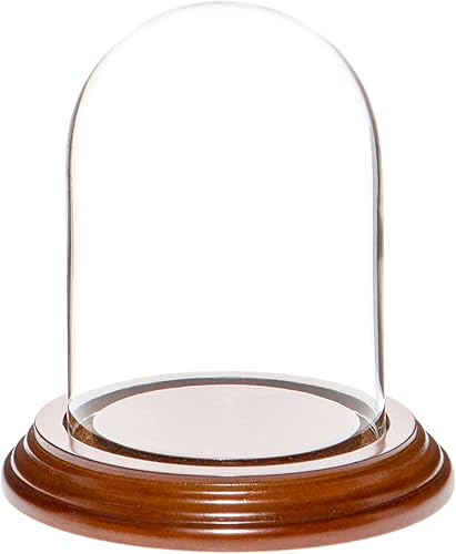 Plymor Cúpula de exhibición de cristal de 3 "x 4" (base de chapa de nogal)