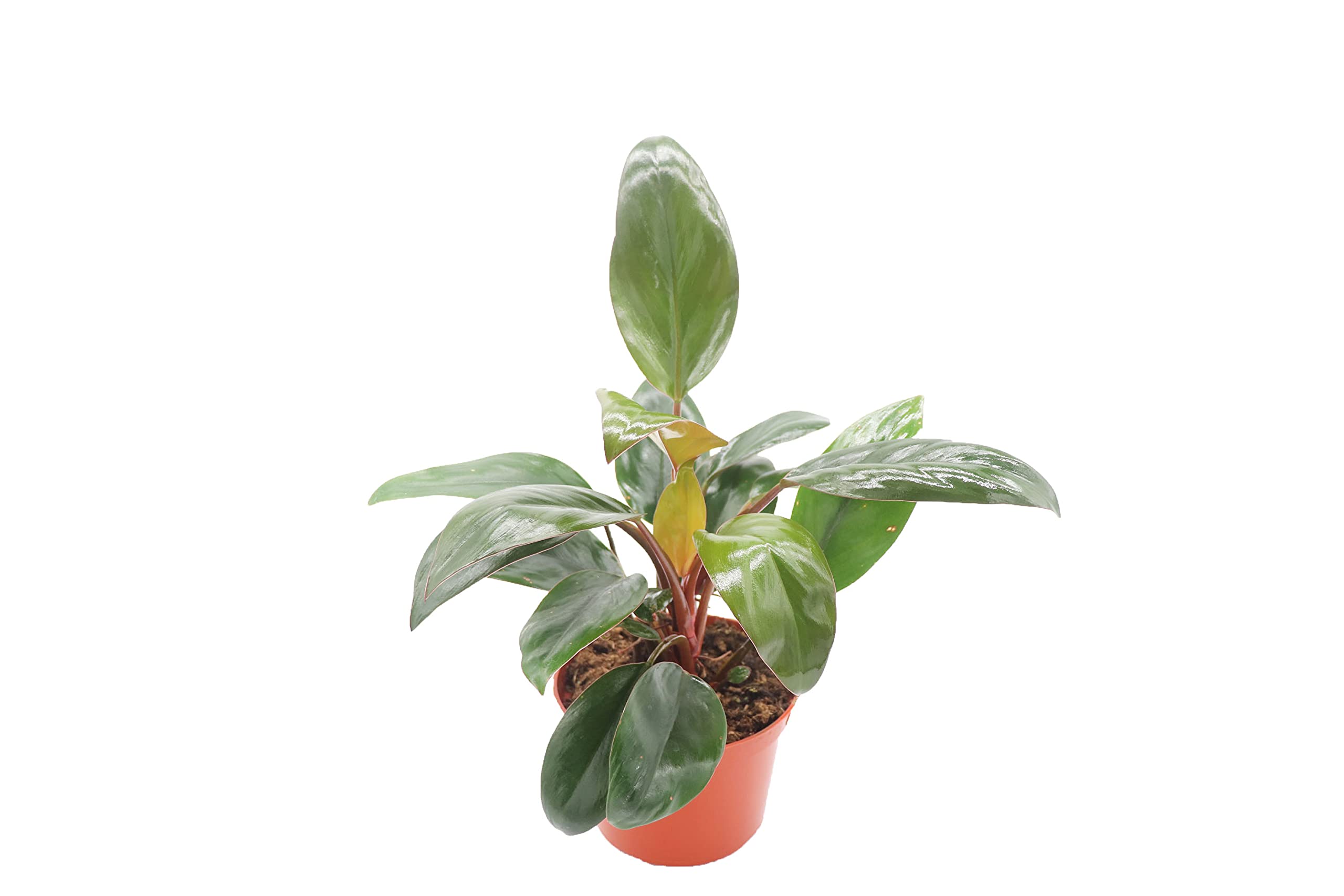 California Tropicals Philodendron Red Back