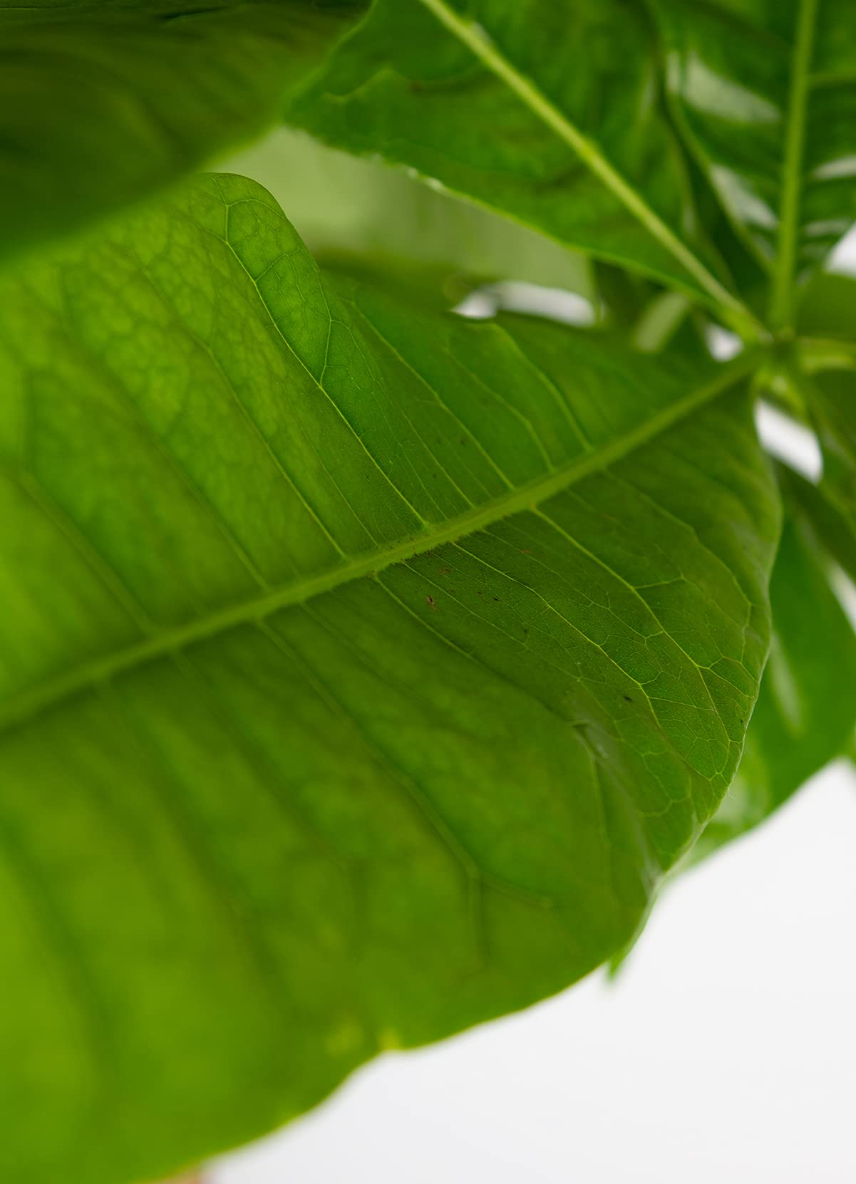 Bloomique - Pachira aquatica - Árbol del dinero - Cacao de agua - Plantas de interior - Purificadora del aire - Altura 25-35 cm - Maceta 12 cm