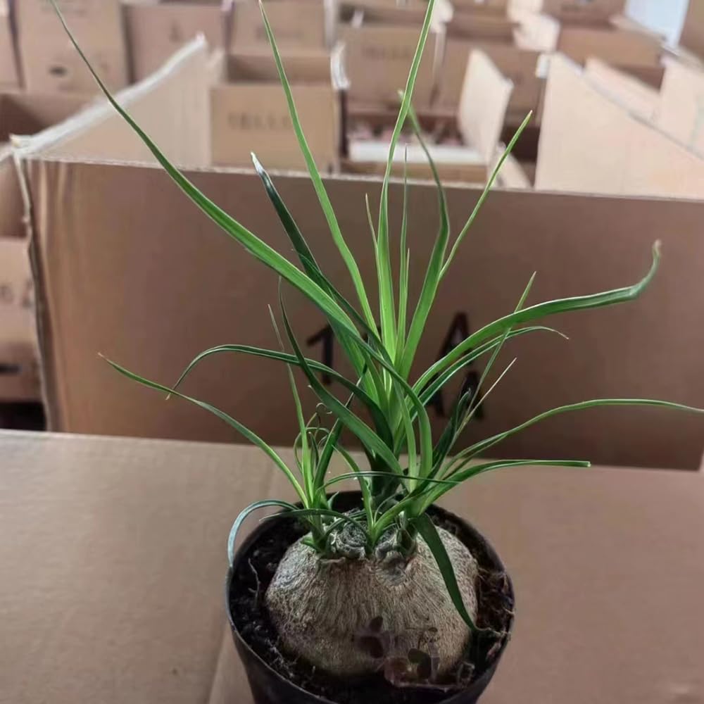 80 pcs elefantenfu pflanze samen, zimmerpflanzen samen (Beaucarnea  recurvata) nachhaltige geschenke garten geschenke fr frauen bodendecker  winterhart mehrjhrig grnpflanzen zimmerpflanzen : Amazon.de: Garten