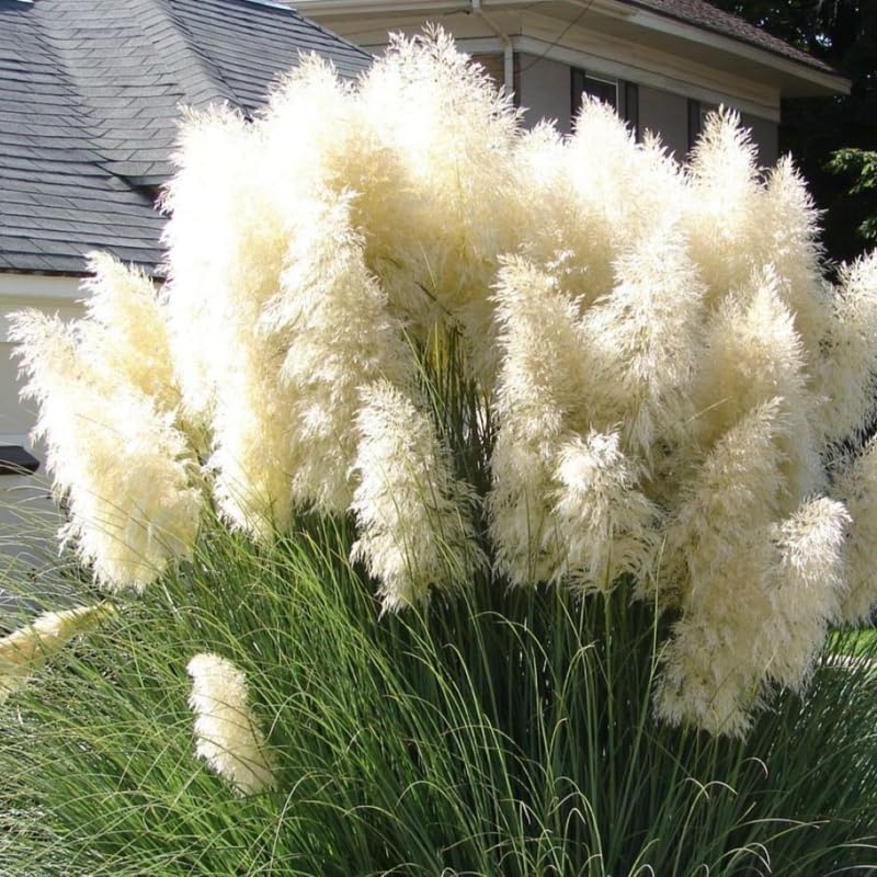 1 White Pampas Grass Plant Live, Pampas Grass Fully Rooted Pruned 5 to 9 Inches Height, Ornamental Grasses Live Plant Perennial