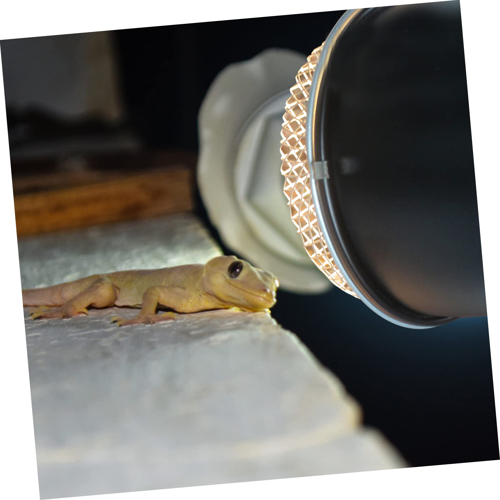 VANZACK 4pezzi Lampada Per Rettili Con Paralume Di Protezione Copertura Scaldante Per Tartarughe Lucertole e Altri Animali Domestici Installazione Facile e Sicura Struttura