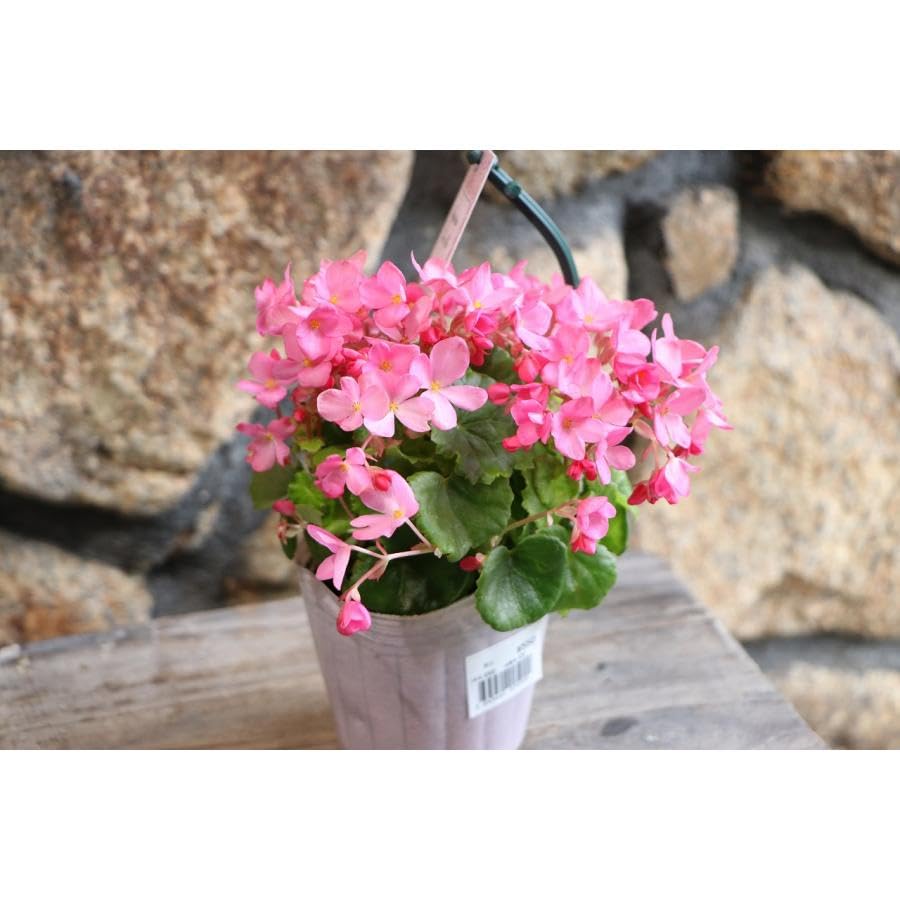 Amazon.co.jp: Begonia Love Me No. 3 Pot Seedlings, Set of 3