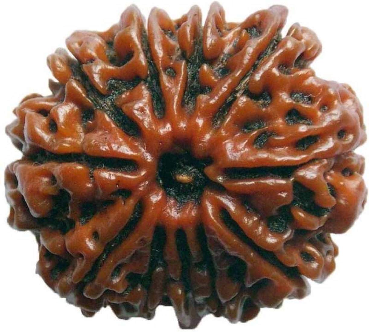 SHIVOHAM Lab Certified 11 Mukhi Nepali Rudraksha (20-22mm Size) Good Shape & Matured Bead