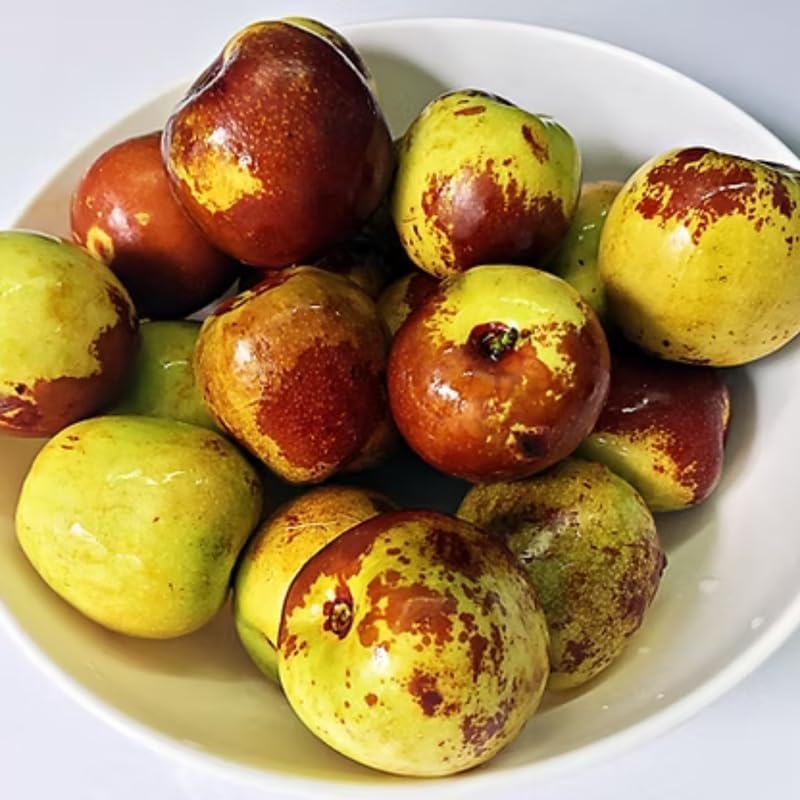 8 Months Old Li Jujube Tree Live Plant in Pot, 10 to 14 Inches in Tall, Rare Fruit Tree, High Yield, Dormant in Winter