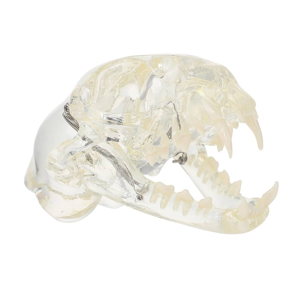 Amazon.co.jp: FUNOMOCYA シー透明クリスタルウサギ歯模型 教育