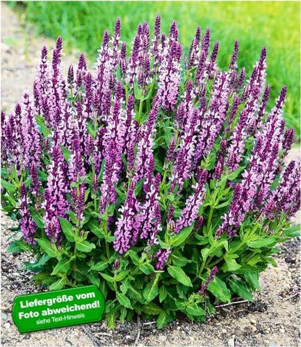 BALDUR Garten 2x Salvia Pink Profusion Pflanzen im 9x9 cm-Topf essbare duftende Blüten Bienenweide winterhart trockenresistent pflegeleicht ideal für Naturgärten & Kräuterbeete