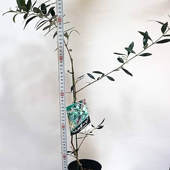 オリーブの大苗 楽天市場】オリーブ 2品種植え （ 3年生 ）7号スリット鉢 大苗