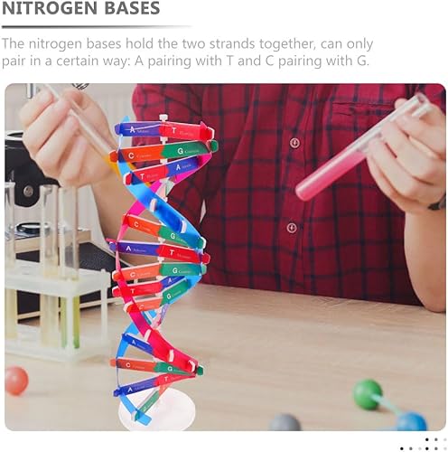 Miniatura 6 de Housoutil 2 modelos de ADN Kit de enseñanza de ciencia de doble hélice - Modelo educativo de genes DIY para niños, ideal para el aprendizaje en el