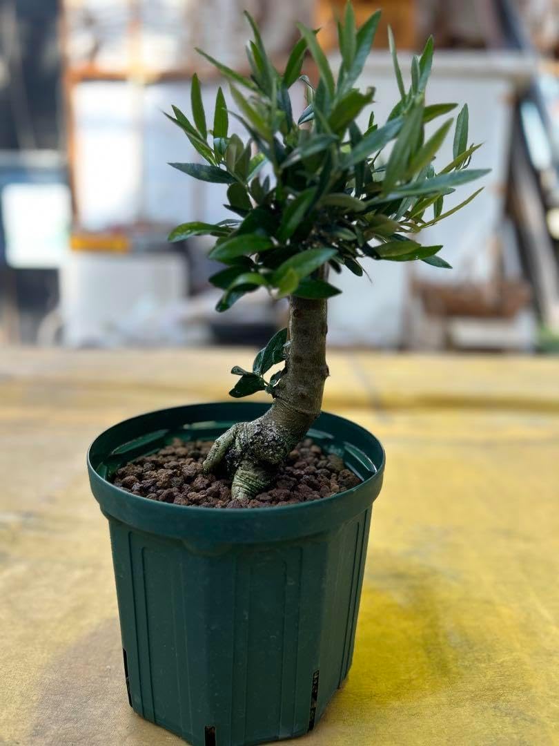 盆栽 石付き 真柏 良質 龍岩石 [五葉松 赤松 さつき各種] 石付き真柏