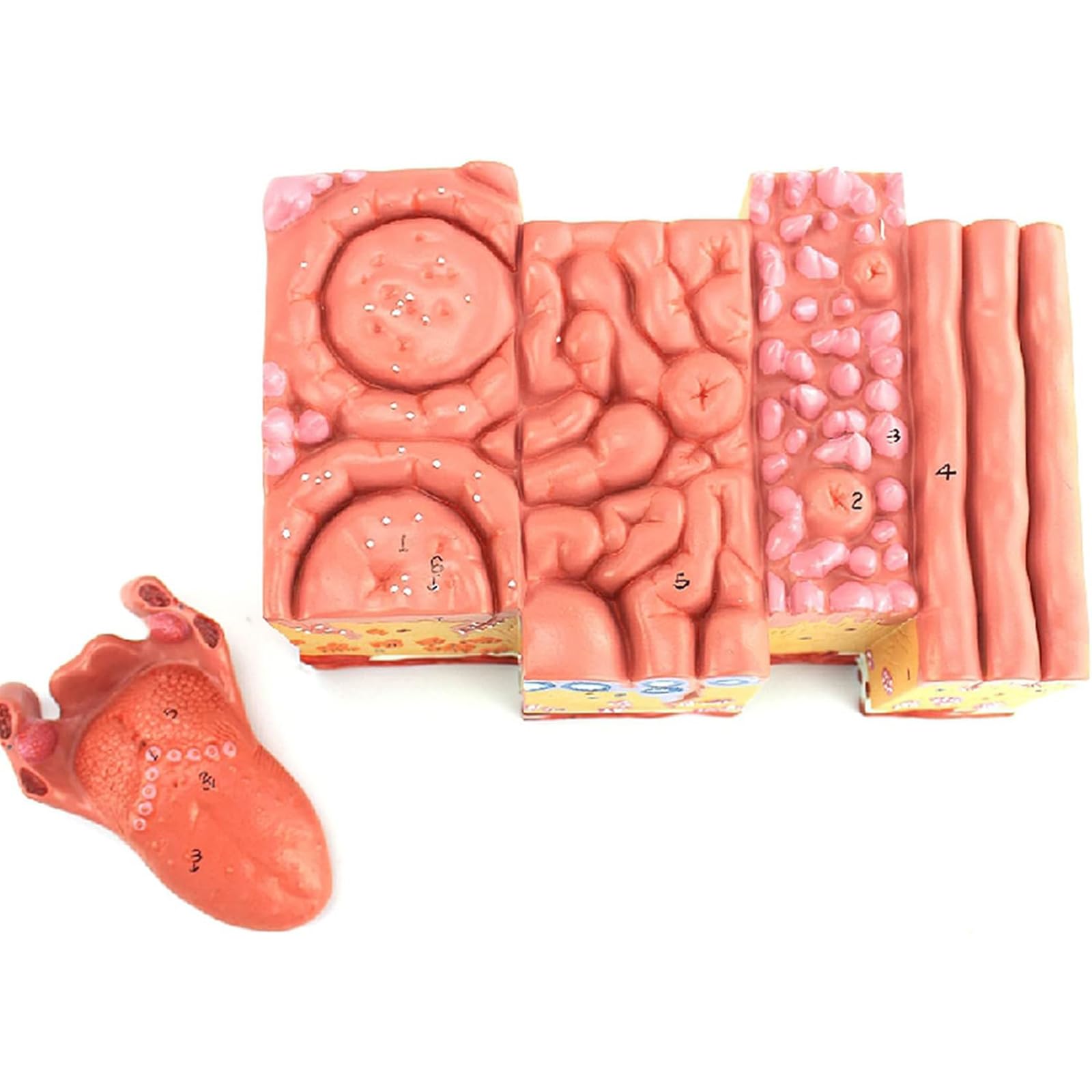 GTHTUHFD Tongue Teeth Anatomy Model, Model Tongue Teeth Human, Model For Enlargement Of Tongue Tissue, Tongue Tissue Medical Teaching Model