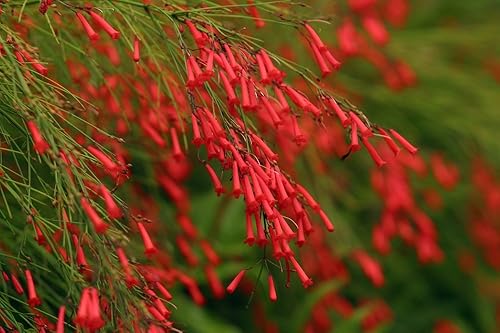 Posterazzi Russelia Equisetiformis - Póster de planta de petardo (18 x 12)