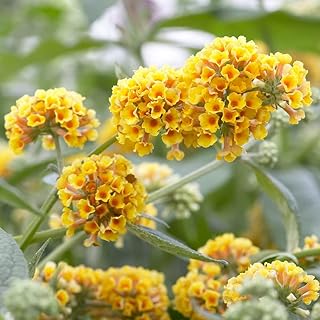 You Garden - 1 x Buddleia weyeriana 'Sungold' Butterfly Bush in a 9cm Pot - Garden Reayd Plants for Bees Supplied as Established Plants Ready to Plant Out