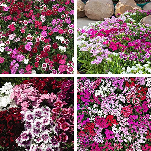 Dianthus IQ Garden Plant Hardy Perennial Flowering Bedding Garden Plants Easy to Grow Your Own 15x Garden Ready Plants by Thompson and Morgan