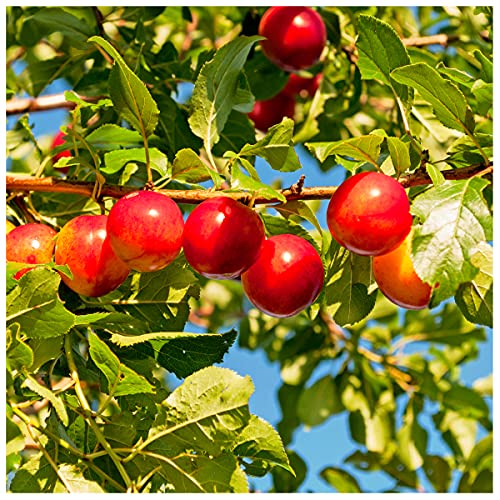 Cherry Plum Tree/Prunus Cerasifera/Myrobalan, in a 1L Pot, Edible Hedging,3fatpigs®
