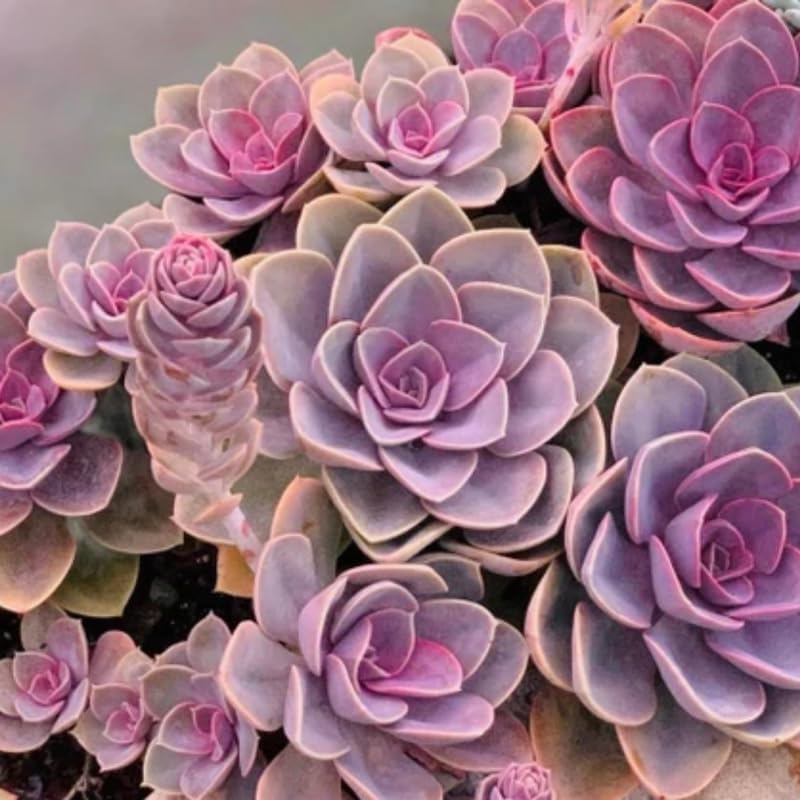 Miniatura 5 de Echeveria Suculents - Plantas vivas para plantar, suculentas de Echeveria vivas, plantas de Echeveria vivas, suculentas de Echeveria viva, púrpura