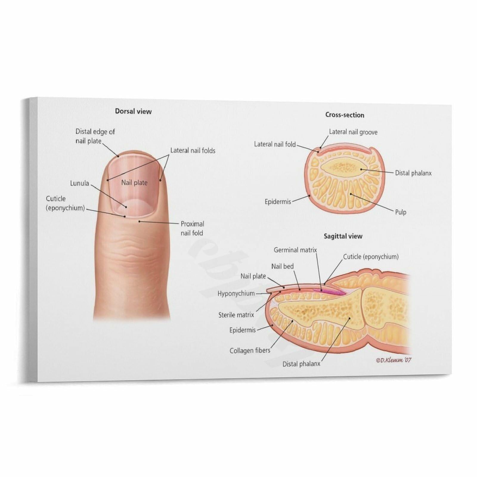 SSOPTMCB Nail Structure Anatomy Chart Detailed Human Nail Diagram Poster Dermatology Podiatry Educational Wall-Art for Clinic Study Room(Framed,16x24inch(40x60cm))