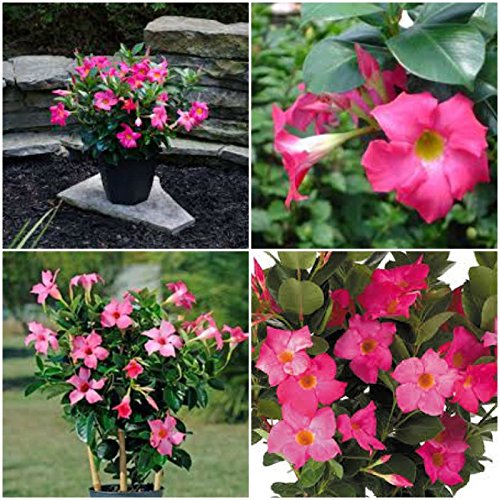 PLAT Firm Germinazione dei semi: Mandevilla ~ Dipladenia Rosa Vite in diretta Impianti 12 pollici di Altezza o più