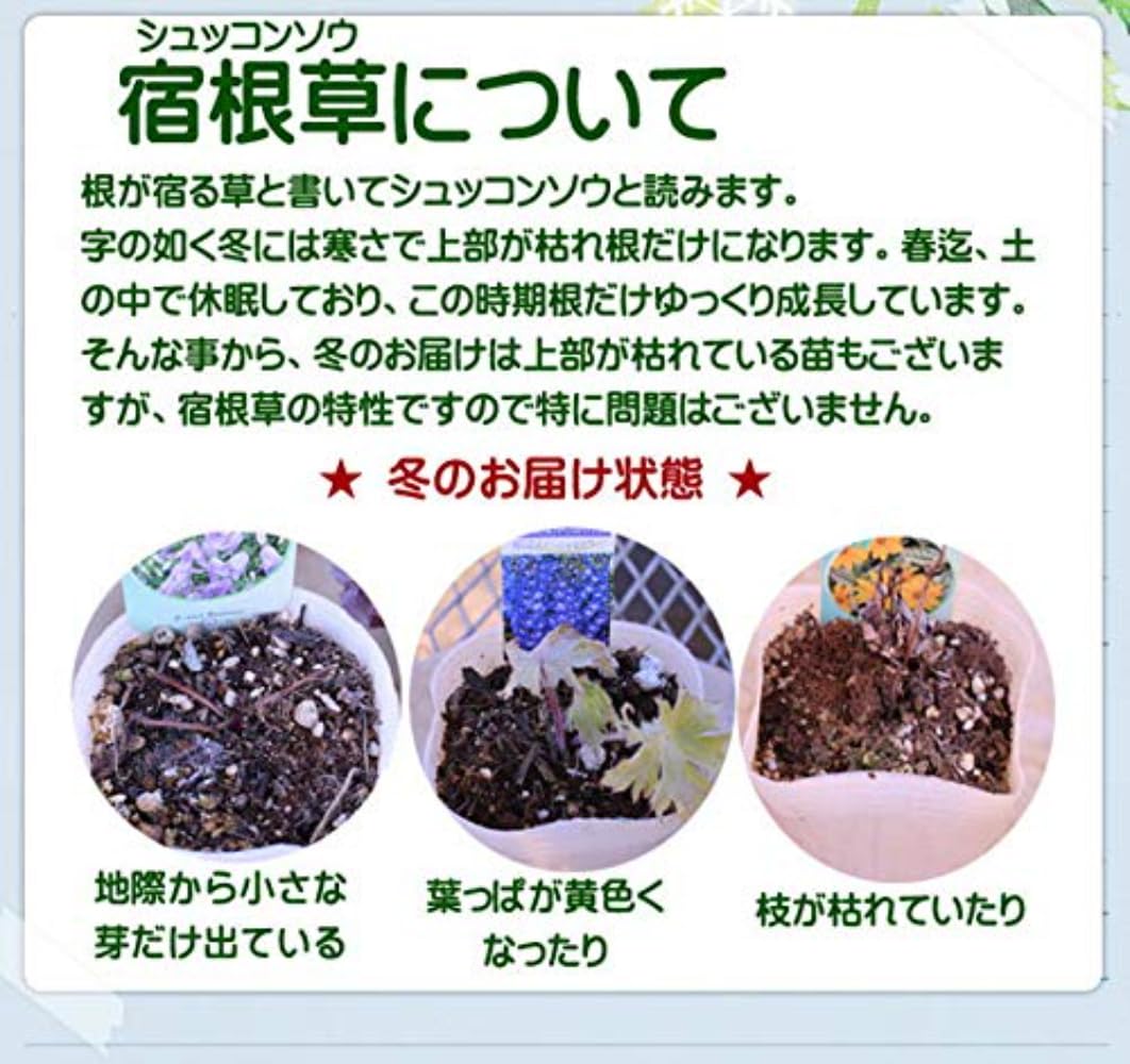 Amazon.co.jp: World Fantasy Garden 苗 黒葉ミツバ 1鉢 3～3.5号 【お