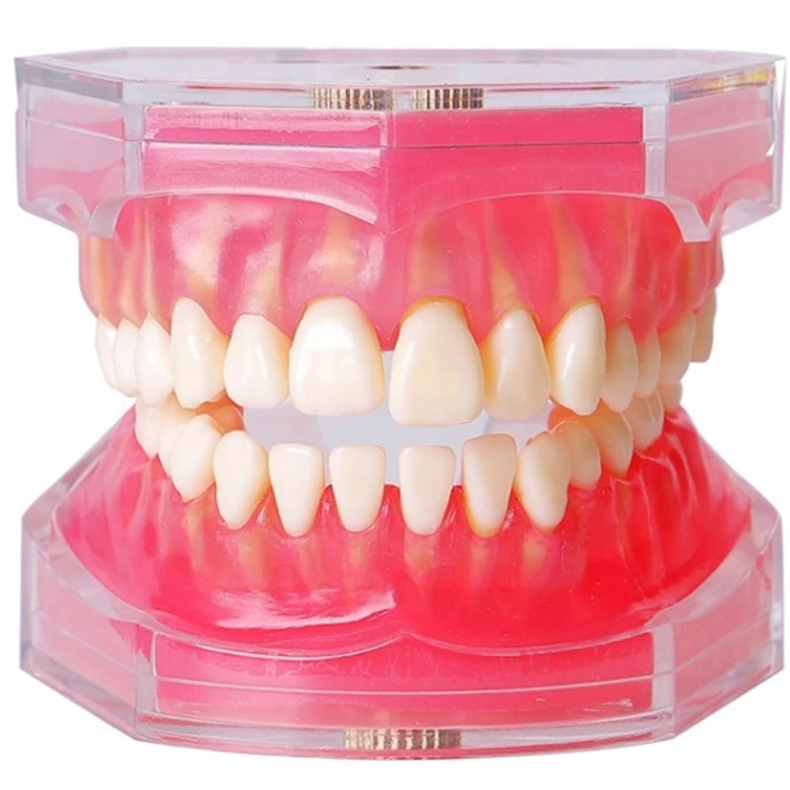 Standard Study Teaching Dental Model with All Removable Teeth - Soft Silicone Gel Gum and Bendable Teeth Typodonts for Students and Professionals - Ideal for Dental Education and Demonstrations