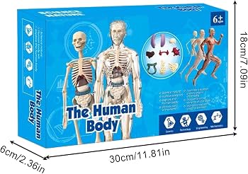 Amazon.co.jp: 人体模型 玩具,子ども用解剖学科学モデル スケルトン
