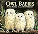 Owl Babies