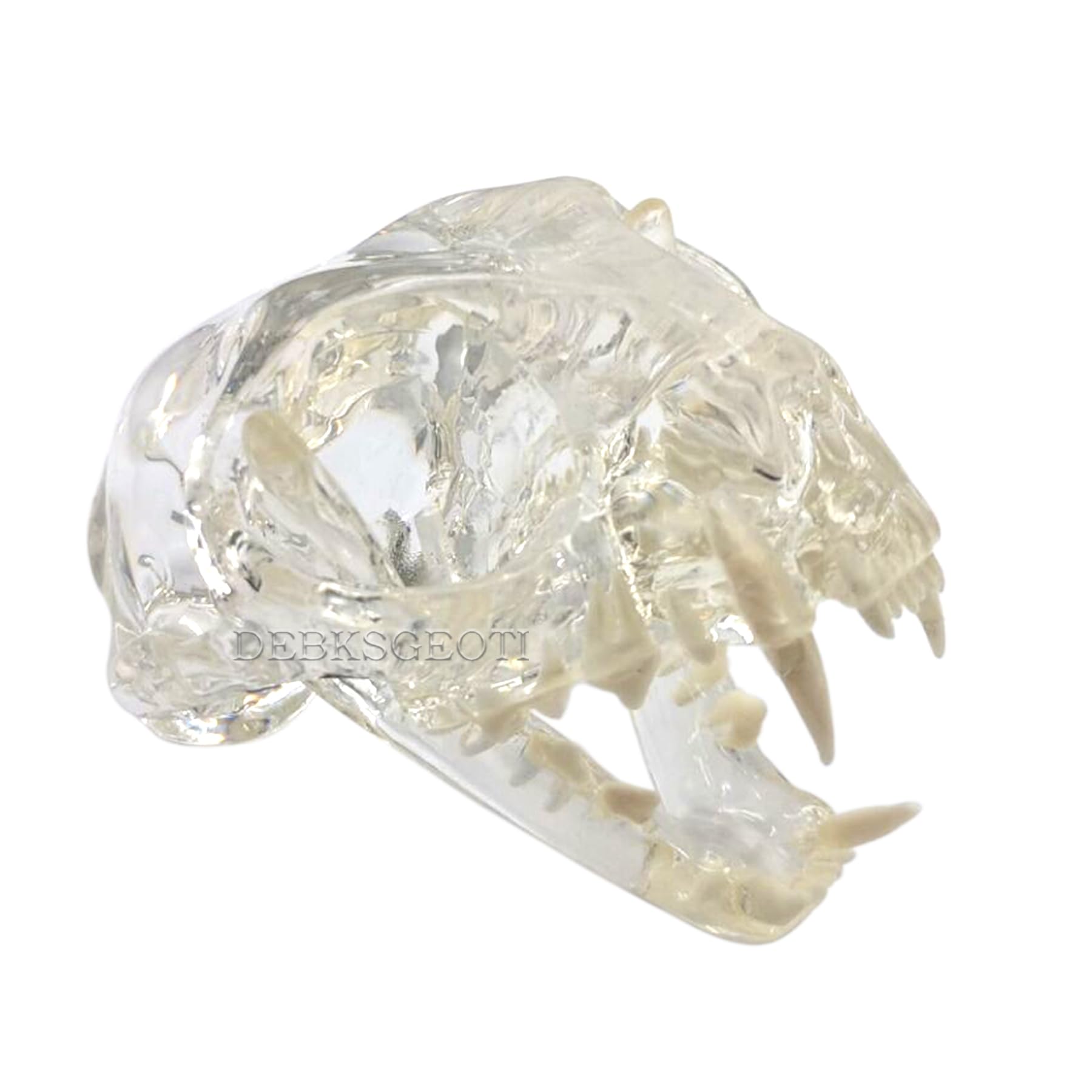 Transparenter Katzenschädel für Katzen, Zahnmodell, Mundzahnmodell, Haustierklinik, anatomisch für Hunde, Tierarztpraxis, Bildung, Dekoration, Demonstration (Katzenschädelmodell)