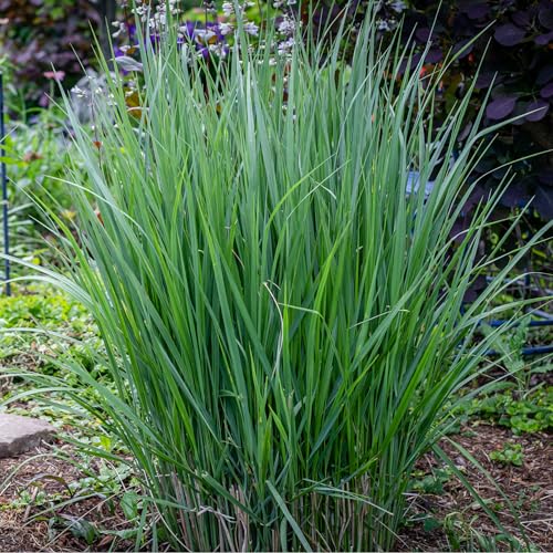 Panicum 'Northwind' Switchgrass, Panicum Virgatum, Ornamental Blue-Green Garden Grass, Upright Growth Habit 9cm