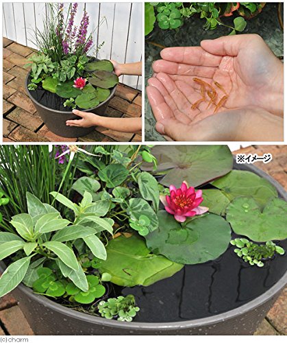 (ビオトープ)(めだか)はじめての睡蓮セット(睡蓮赤+メダカ睡蓮鉢グレー+ヒメダカ+浮き草他) 1セット 説明書付 オリジナル 本州四国限定 (休眠株)