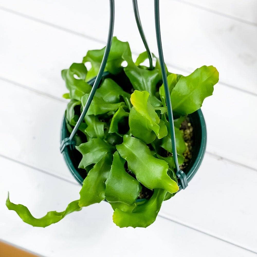 61s8N7iOFJL._AC_UF1000,