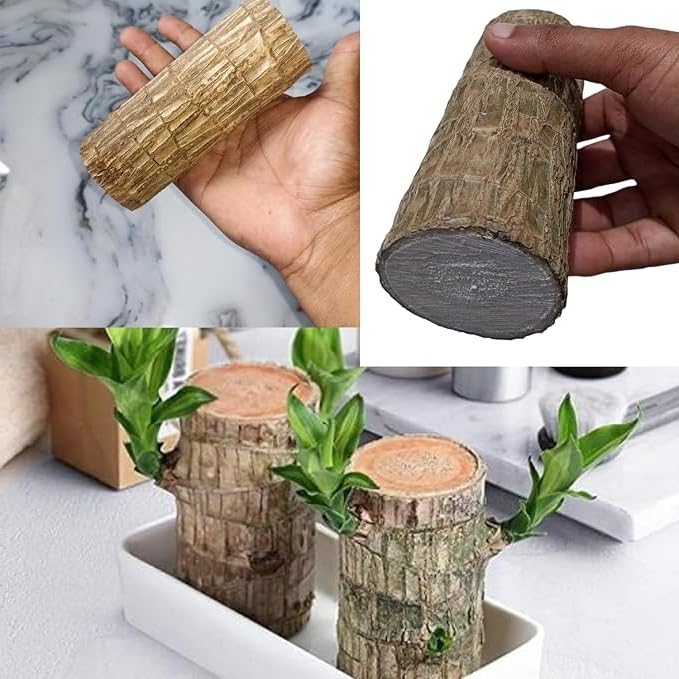 Amazon Brand - ROSEWELL TRADERS Green Brazilian Lucky Wood Good Luck Live Plant Lucky Brazil Wood Potted Plant | Healthy Indoor Live Lucky Brazilian Wood Plant for Living Roomwithout Pot (B0DGXTTG3P) Amazon Price History, Amazon Price Tracker