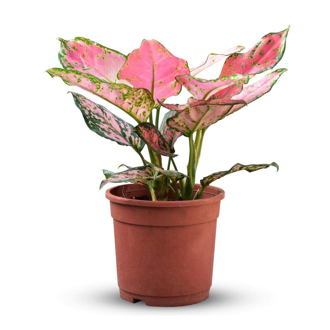 Go4plants Aglaonema Lady pink indoor live plant with pot (B0BG3FCMTG) Amazon Price History, Amazon Price Tracker