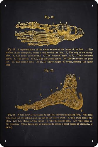 Foot Bones Anatomy Diagram Metal Sign Vintage Sign 12 X