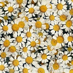 �f�C�W�[ / NakamuraEmi