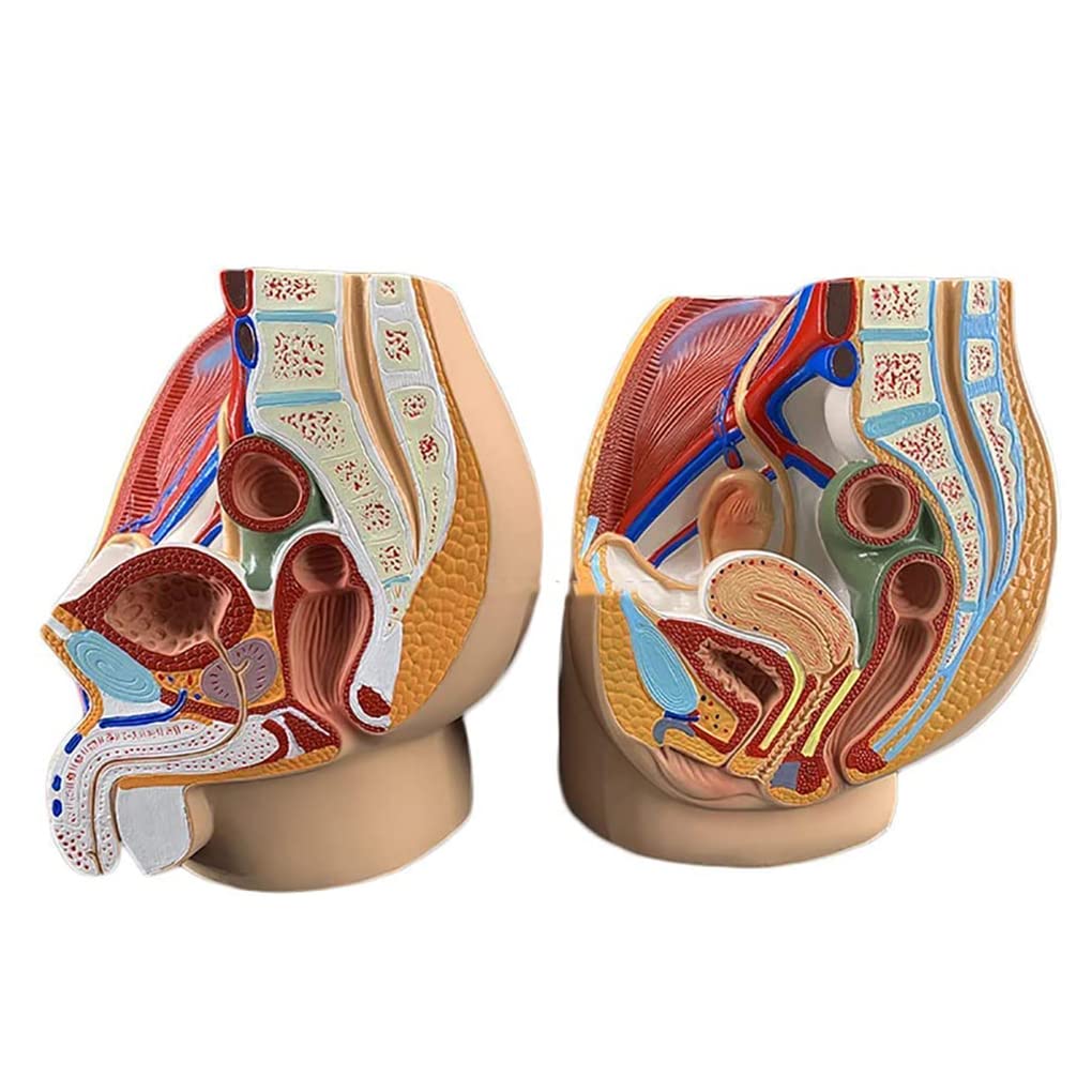 Anatomía Sagital Masculina Femenina Modelo De Anatomía Reproductiva Pélvica Estructura Pélvica Sistema Reproductor Masculino Sección Sagital En La Pelvis Femenina