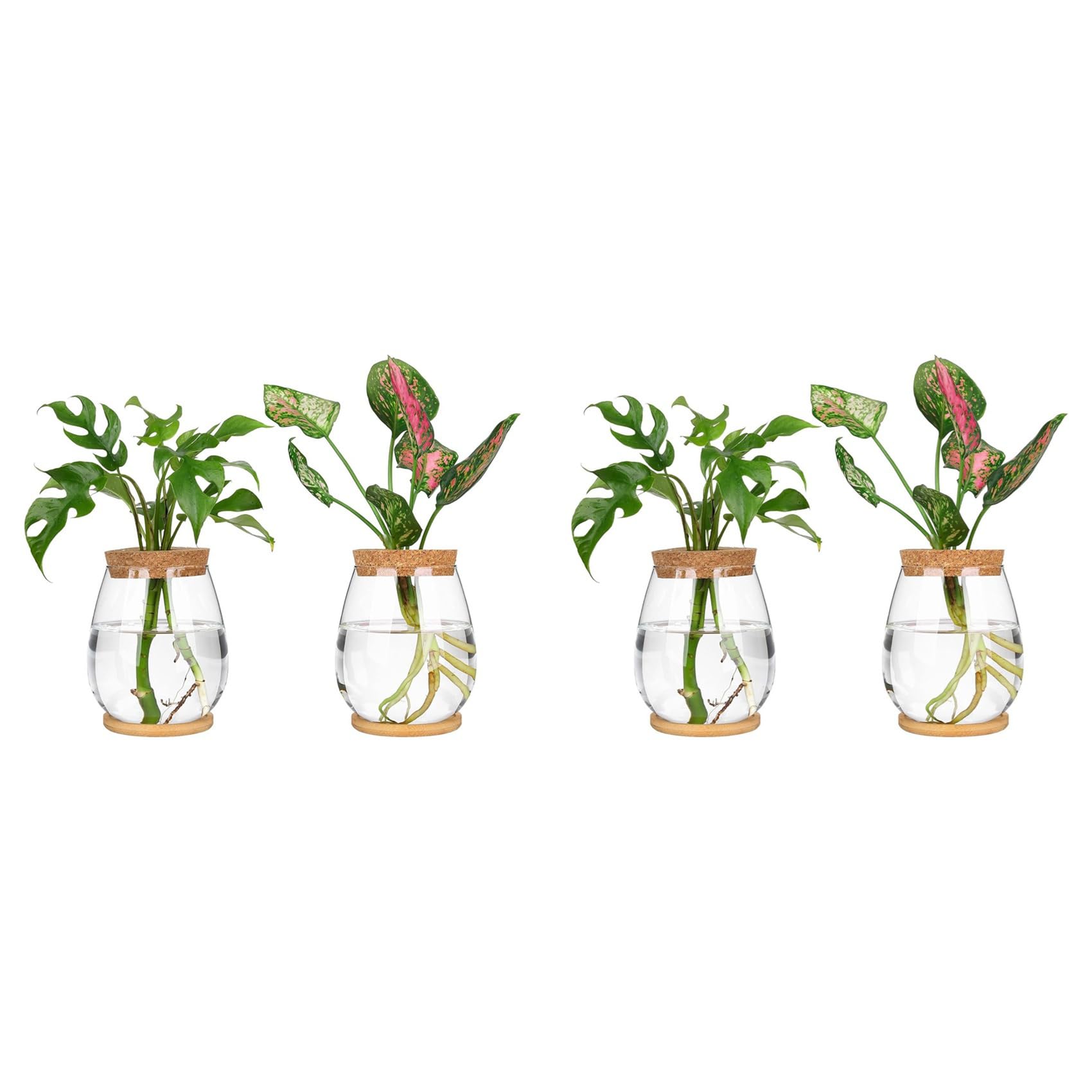 Vjsujehgy Plants Propagation Stations, 4 Pcs Separated Desktop Plant Terrarium with Wooden Tray & Lid for Propagating Hydroponic