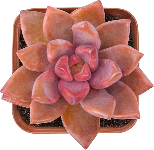 Graptopetalum paraguayense cv.Bronce, suculentas vivas de 2 pulgadas, completamente enraizadas en macetas de cultivo, planta de casa de fácil