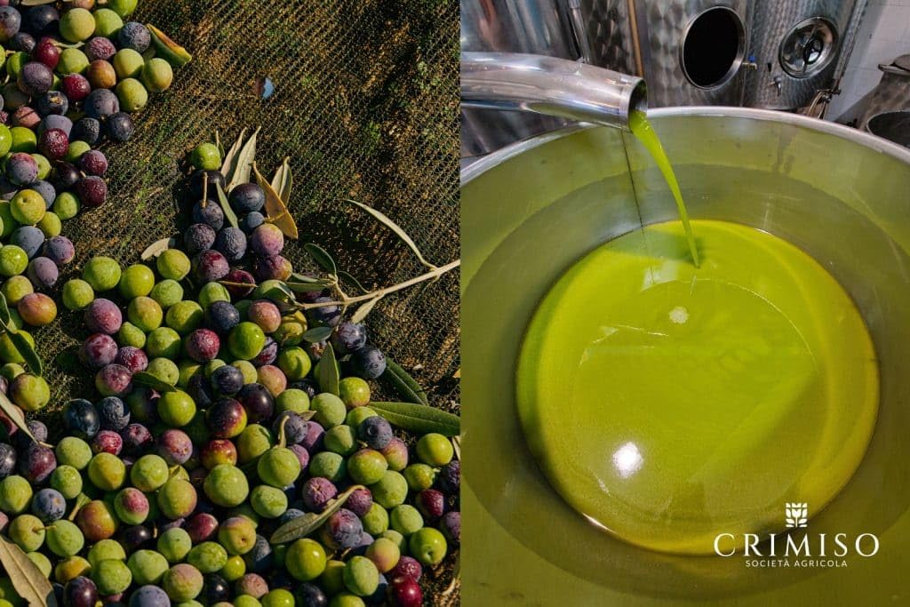 Oilarò Olio Extravergine di Oliva 5 Litri Latta – Nocellara del Belice e Biancolilla, 100% Italiano Sicilia, Spremuto a Freddo, Fruttato Medio, Uso Cucina e Condimento