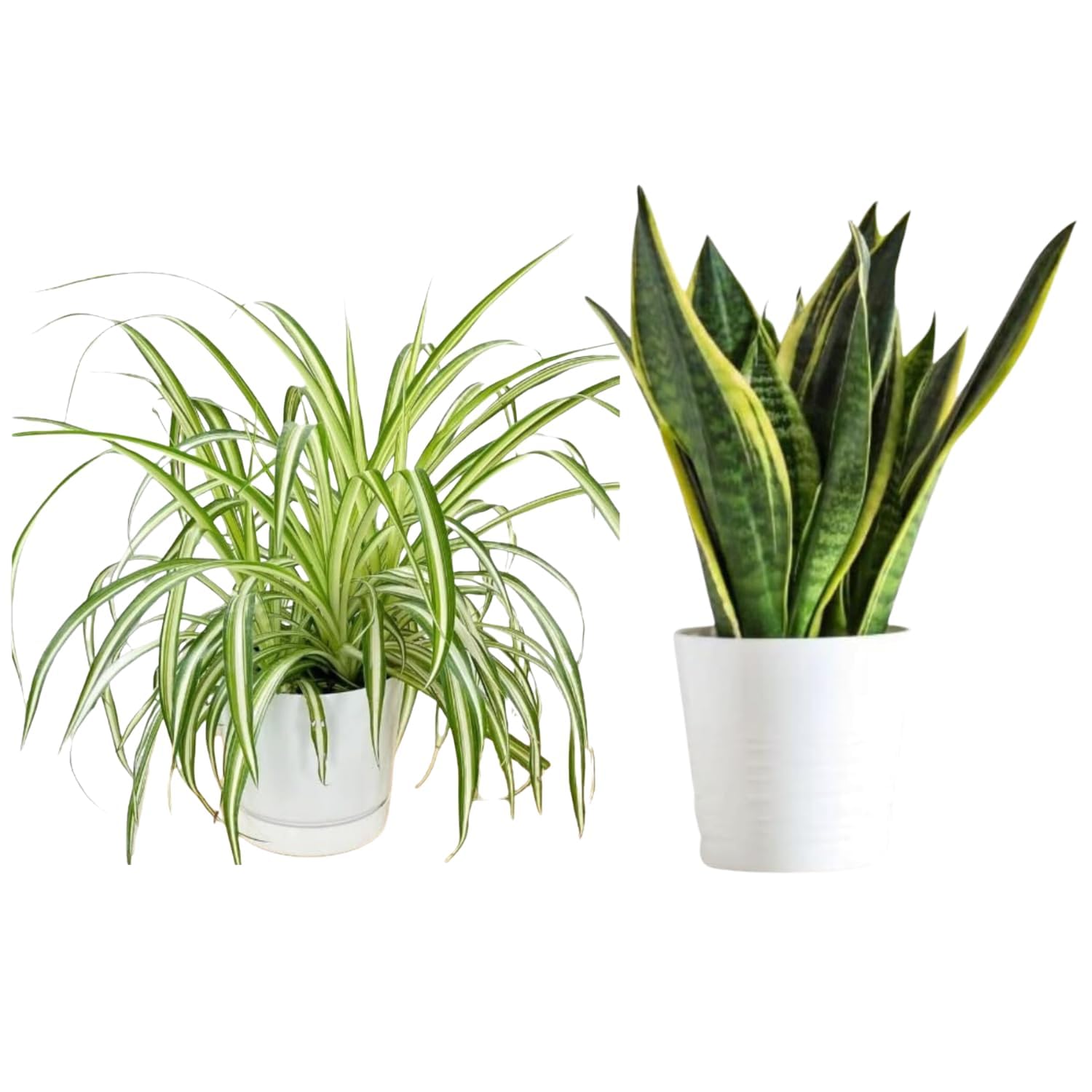 GOOD HOMES INDIA Combo 2 Snake Plant & Spider Plant | Good Luck Money Plant | Snake Plant for office desk balcony| Office Desk Balcony | Garden Living Room | indoor plants | Air Purifying Indoor Plant (B0CDPBGQS5) Amazon Price History, Amazon Price Tracker