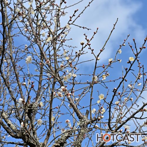 梅の花とバナナスタンド #1039