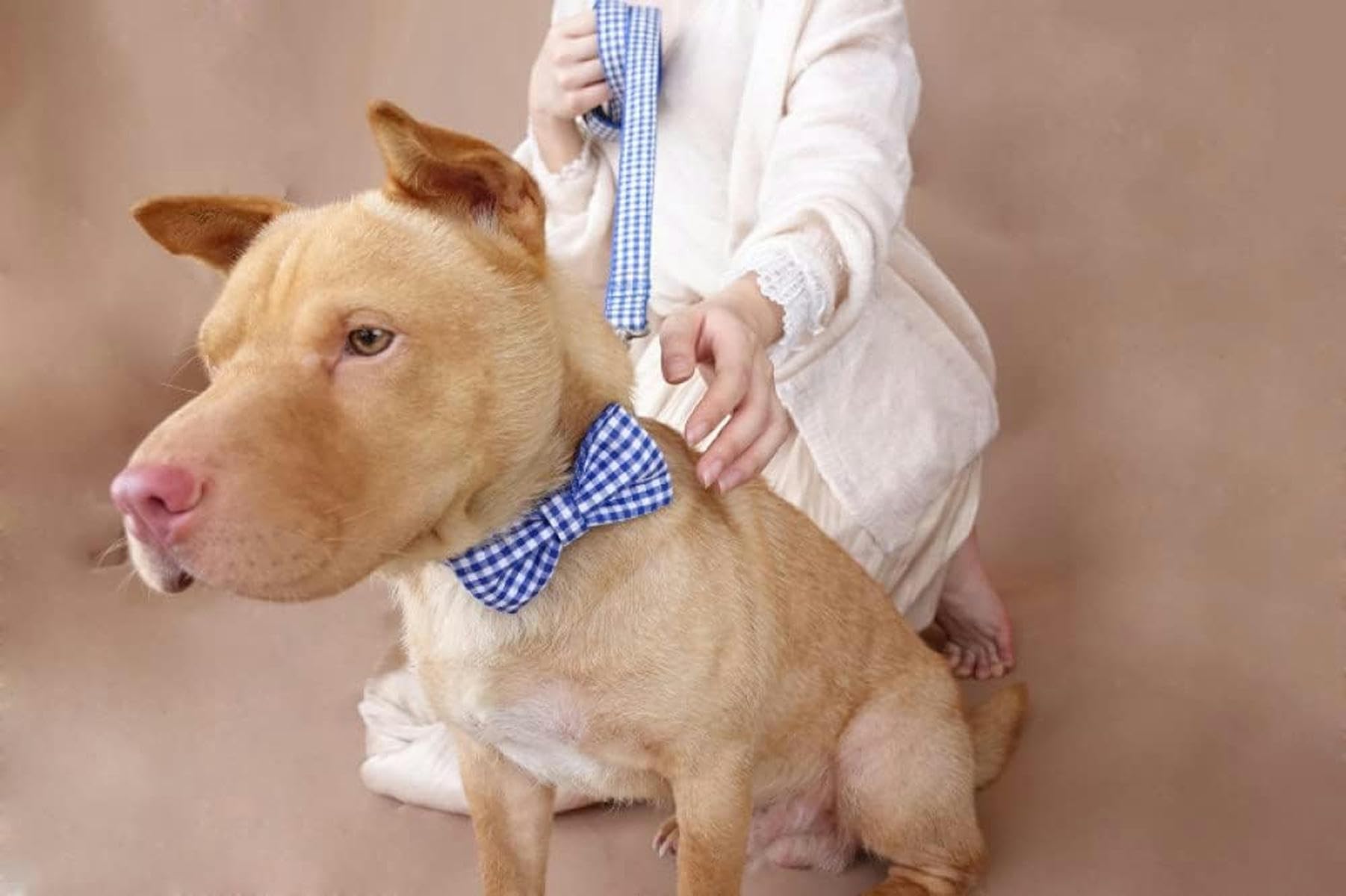 personalisiertes Halsband verstellbare Hundehalsbänder Leinen 5 Größen-Hundehalsband Leine Set-XL